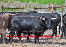 Visita aos Toiros para as Largadas em Vila Franca 